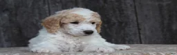 Standard Poodle dogs for sale: Willow AKC standard poodle - Ad 11