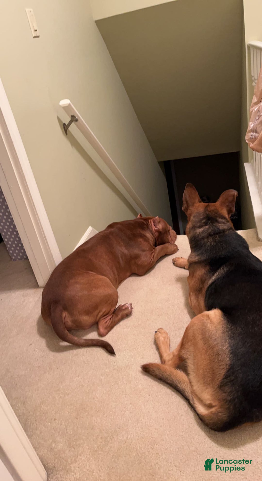 American Bully dogs for stud: Bubbee  - Ad 6