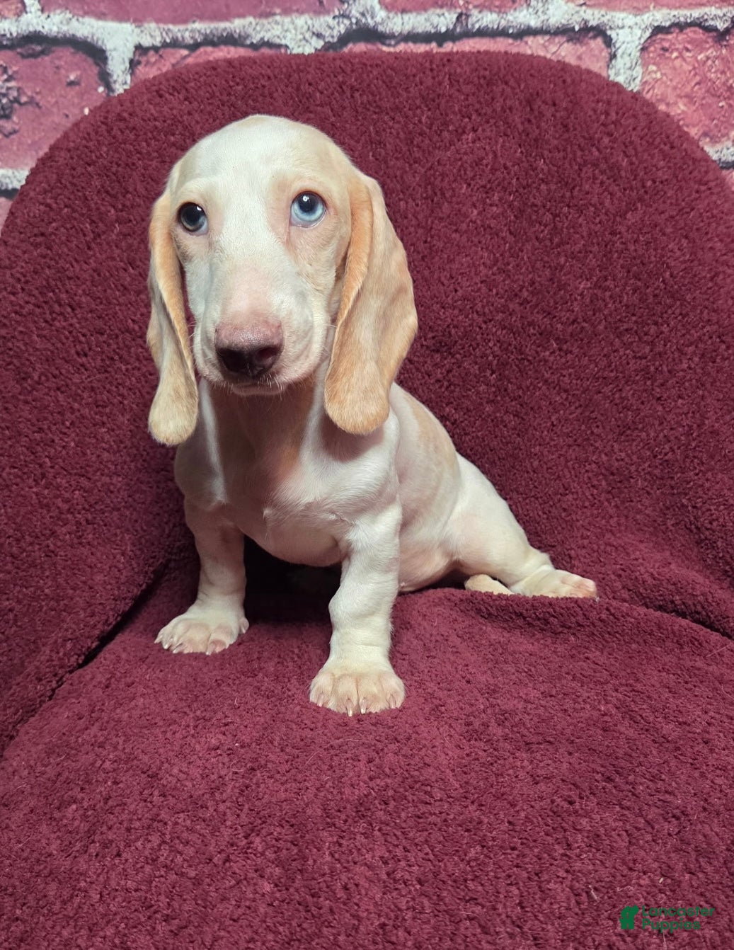 Miniature Dachshund dogs for sale: Mason - Ad 1