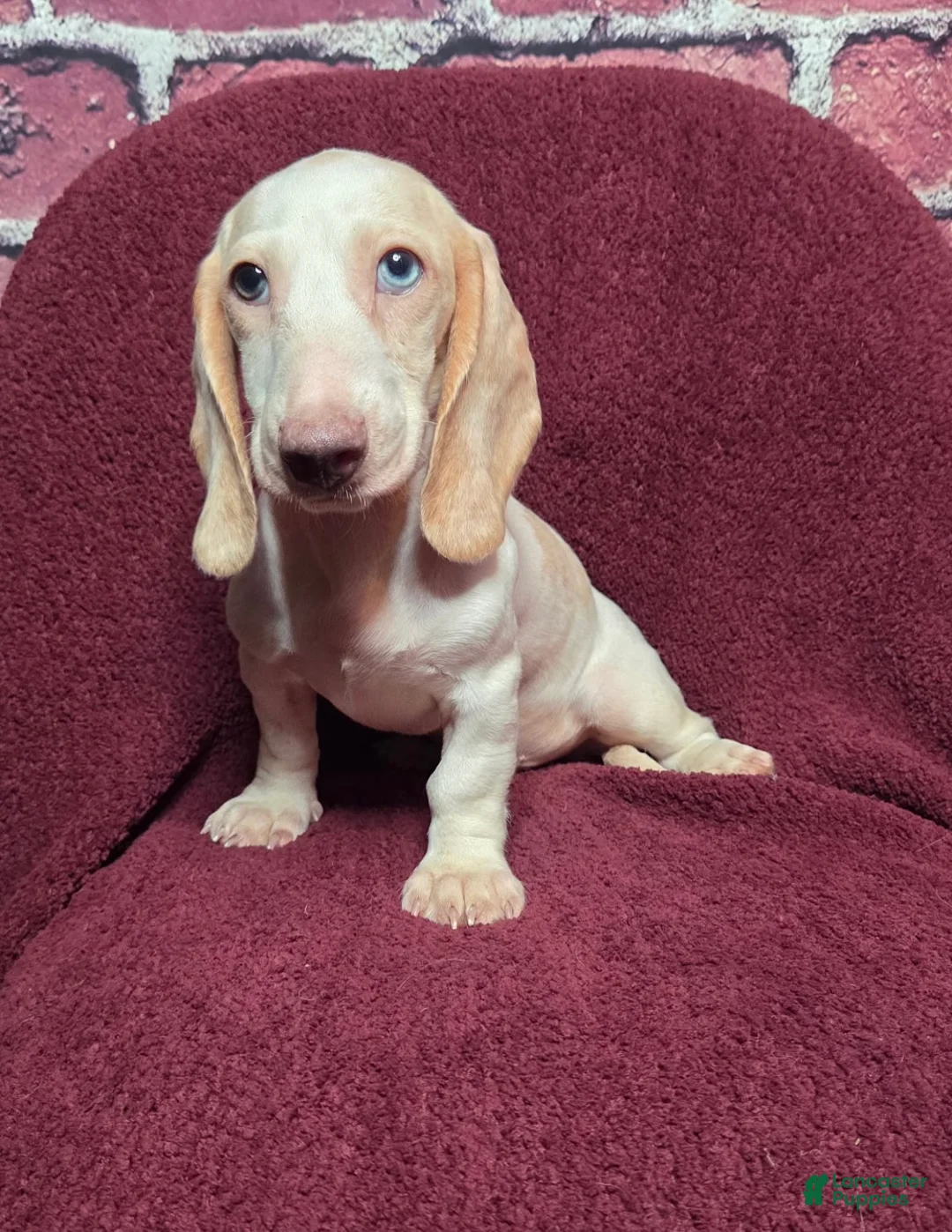 Miniature Dachshund dogs for sale: Mason - Ad 1