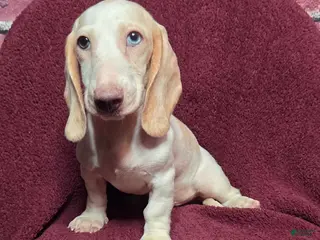 Miniature Dachshund dogs for sale: Mason - Ad 1