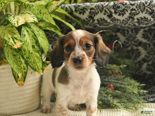 Miniature Dachshund dogs - Ad 21