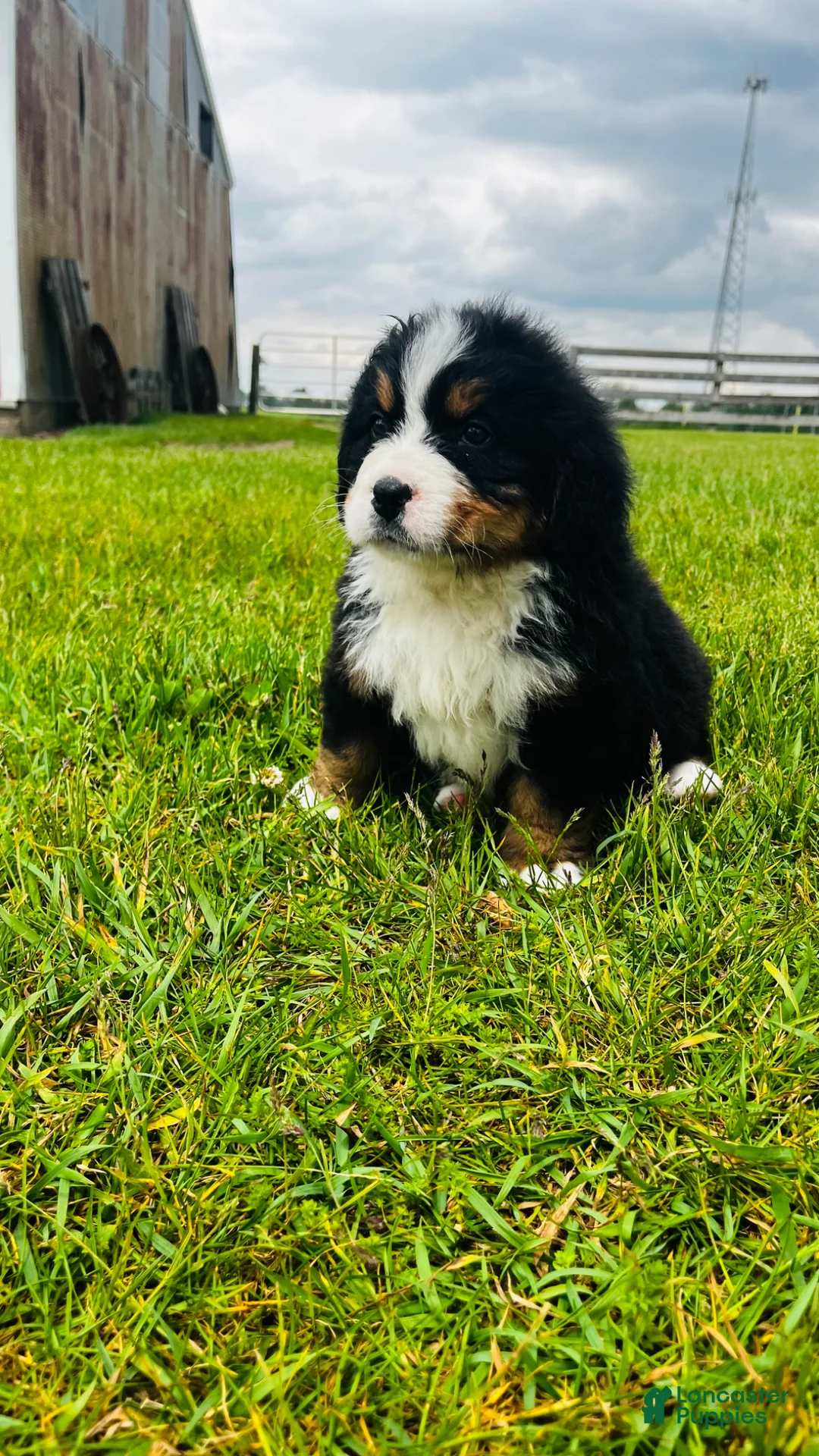 Bernese Mountain Dog dogs for sale: Sullivan - Ad 1