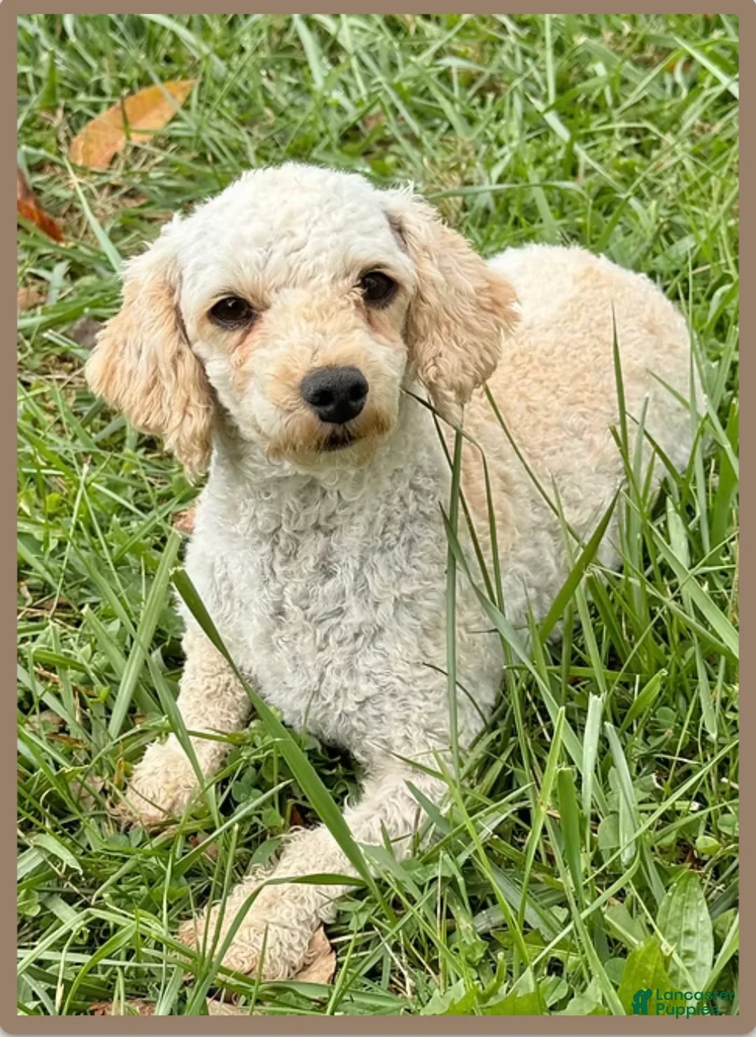 Toy Poodle dogs for sale: Allie - Ad 8