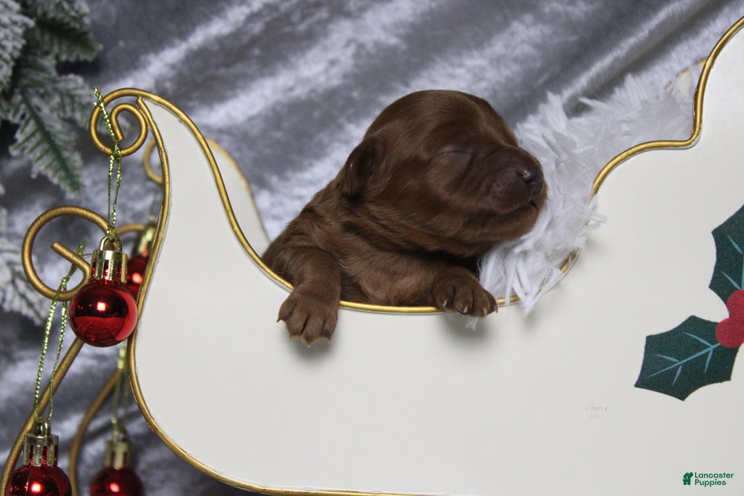 Cavapoo dogs for sale: Honey - Ad 2