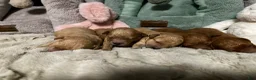 Mixed Breed dogs for sale: sharpa  - Ad 3
