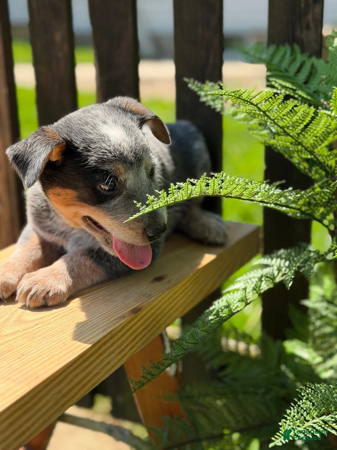 Australian Cattle Dog dogs for sale: Cinch - Ad 4