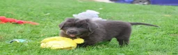 Newfoundland dogs for sale: Ulyssa - Ad 4