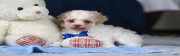 Toy Poodle dogs for sale: Crisco - Ad 12