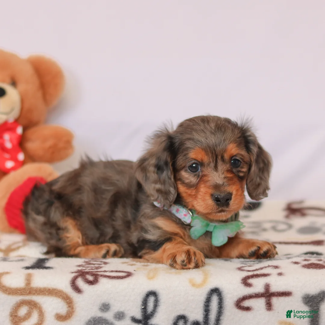 Miniature Dachshund dogs for sale: Cupid - Ad 9