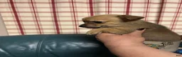 Chihuahua dogs for sale: Chihuahua 2 - Ad 3