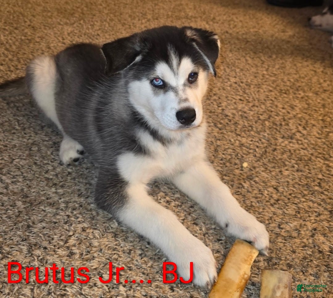 Siberian Husky dogs BJ (Brutus Junior) - Ad 1
