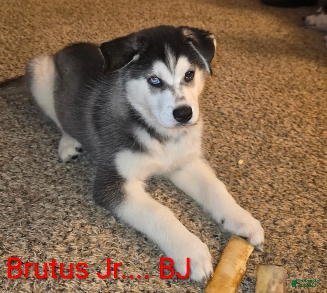 Siberian Husky dogs for sale: BJ (Brutus Junior) - Ad 1