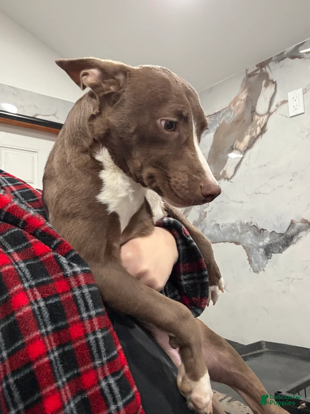 American Pit Bull Terrier dogs for sale: Blaze  - Ad 3