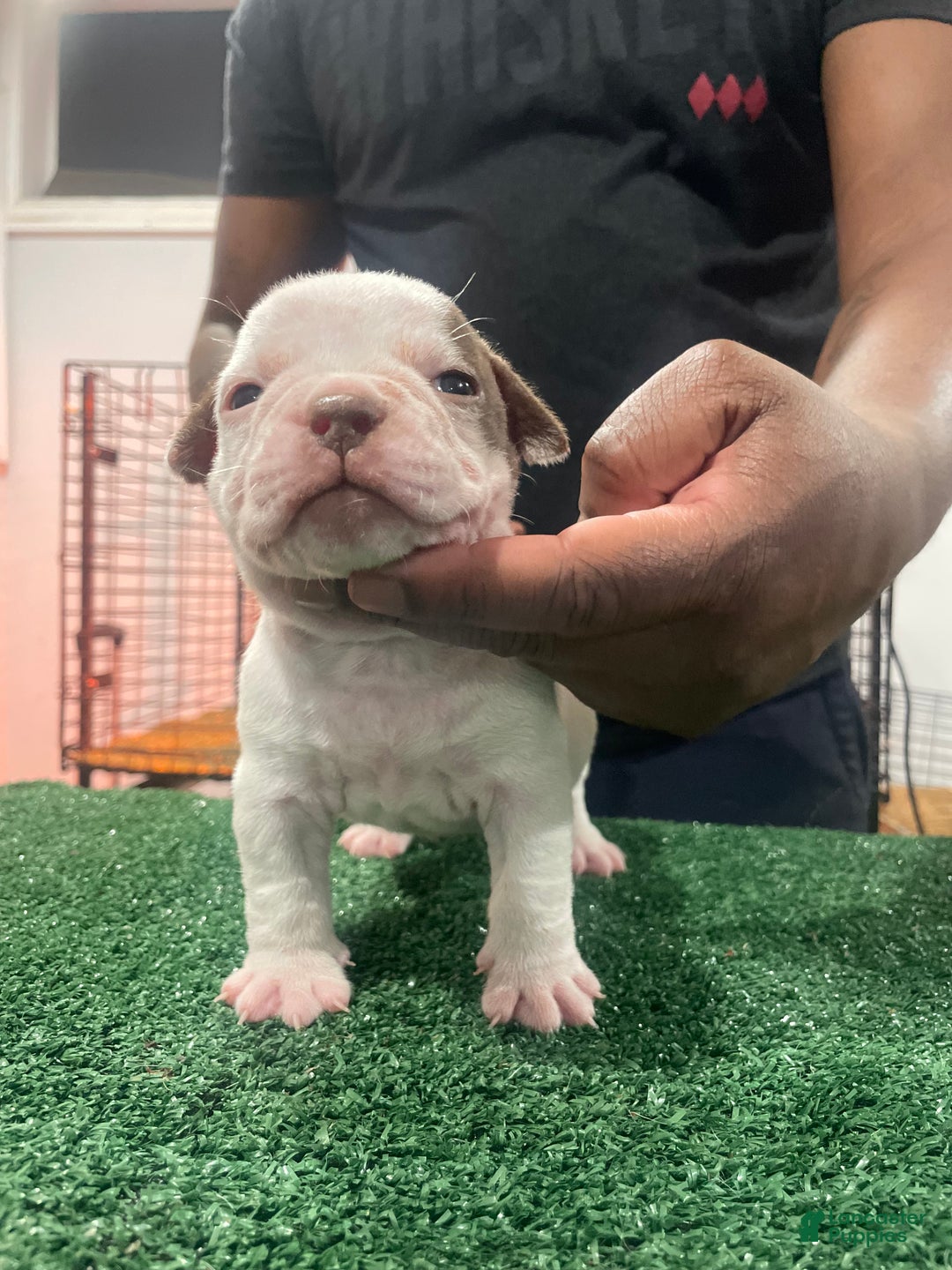 American Bully dogs for sale: American Bully Puppy 6 - Ad 11