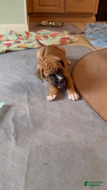 Boxer dogs Dennis - Ad 3
