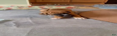 Dennis