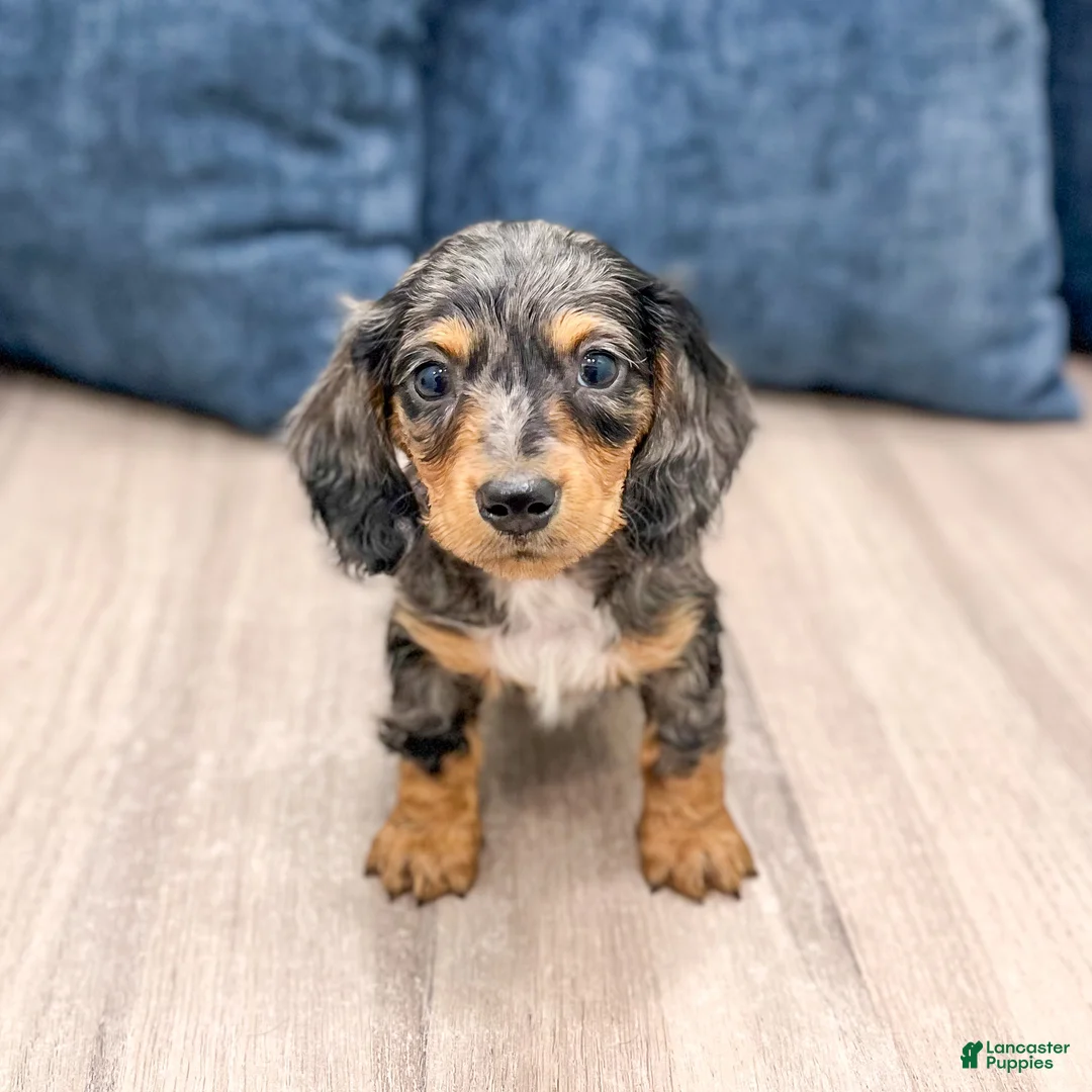Miniature Dachshund dogs for sale: Asher - Ad 2