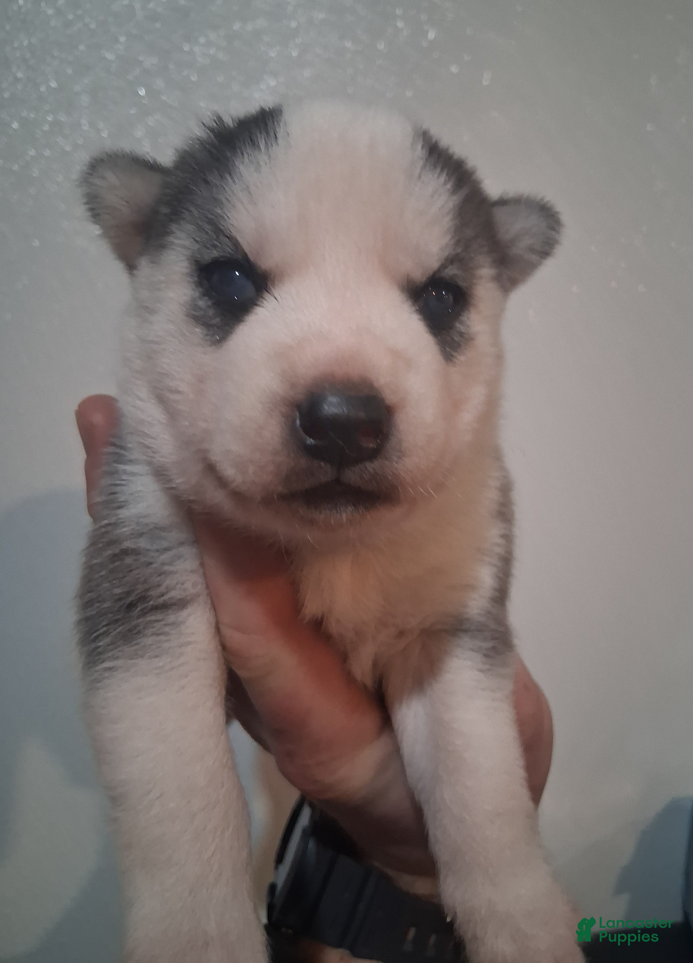 Siberian Husky dogs Thor - Ad 41