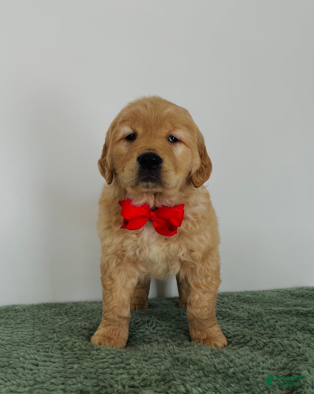 Golden Retriever dogs for sale: Charlie - Ad 2