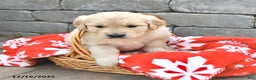 Golden Retriever dogs for sale: Dolly - Ad 2