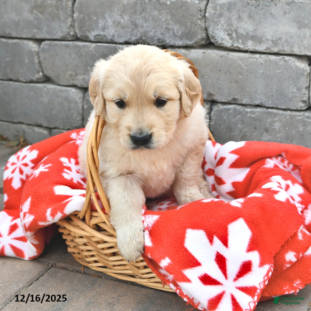 Golden Retriever dogs for sale: Dolly - Ad 2