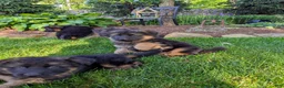 German Shepherd dogs for sale: German Shepherd Puppy 1 - Ad 1