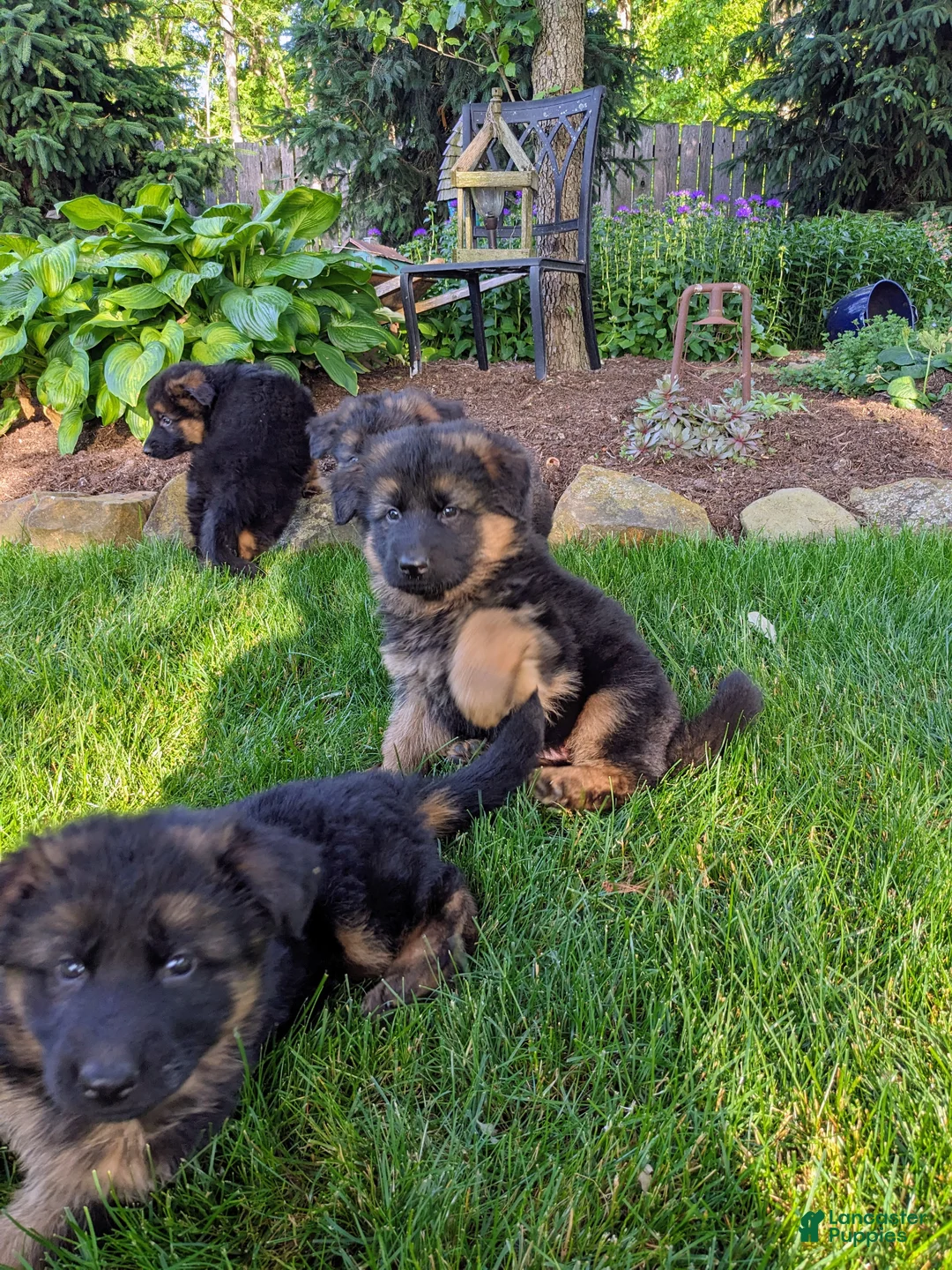 German Shepherd dogs for sale: German Shepherd Puppy 1 - Ad 1