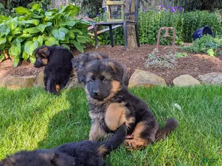 German Shepherd dogs for sale: German Shepherd Puppy 1 - Ad 2
