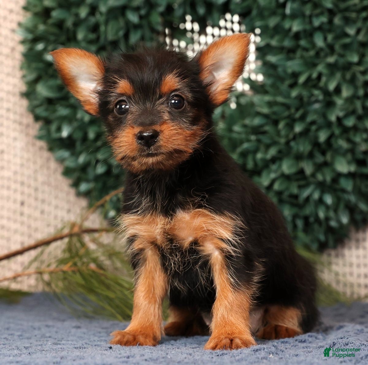 Yorkshire Terrier dogs Marsha - Ad 26