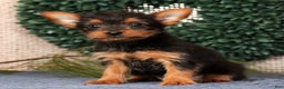 Yorkshire Terrier dogs for sale: Marsha - Ad 1