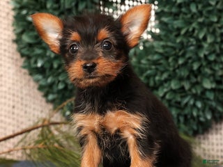 Yorkshire Terrier dogs Marsha - Ad 2