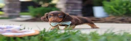 Miniature Dachshund dogs for sale: Everett - Ad 3