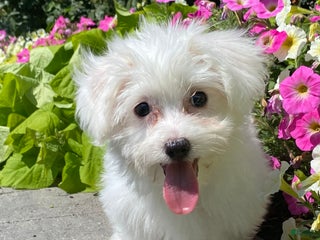 Coton De Tulear dogs - Ad 10