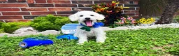 Maltipoo dogs for sale: Bubbles - Ad 3