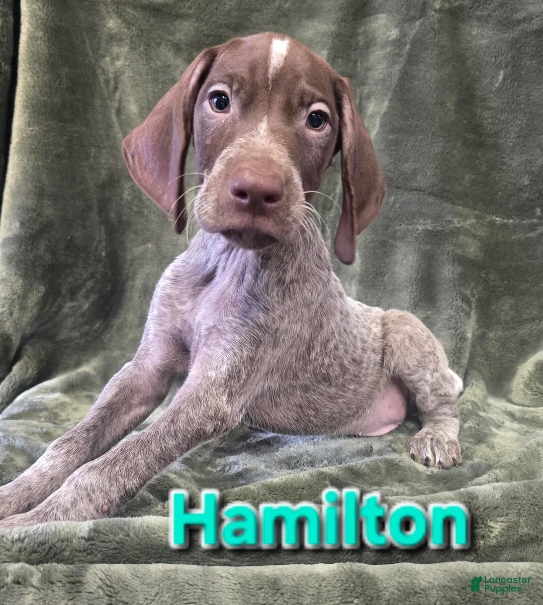German Shorthaired Pointer dogs for sale: HAMILTON - Ad 1
