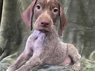 German Shorthaired Pointer dogs HAMILTON - Ad 19