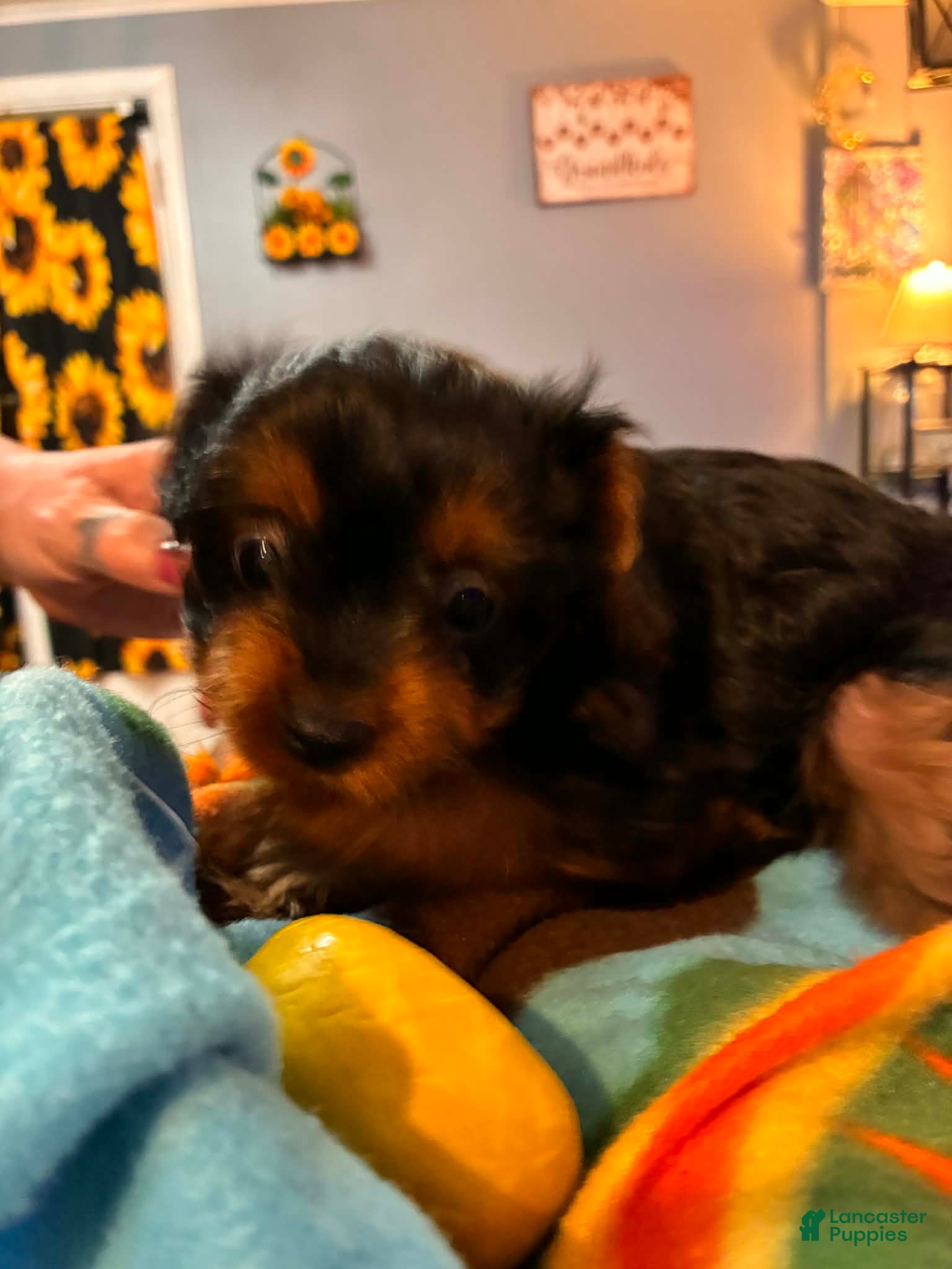 Mixed Breed dogs Mixed Breed Puppy 4 - Ad 36