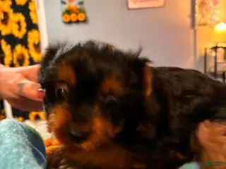 Mixed Breed dogs Mixed Breed Puppy 4 - Ad 36