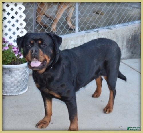 Rottweiler dogs Girl 2 - Ad 2