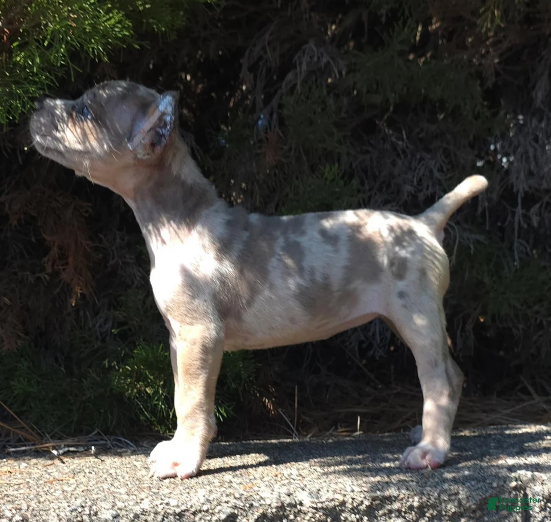 Cane Corso dogs for sale: Sand Clouds - Ad 2
