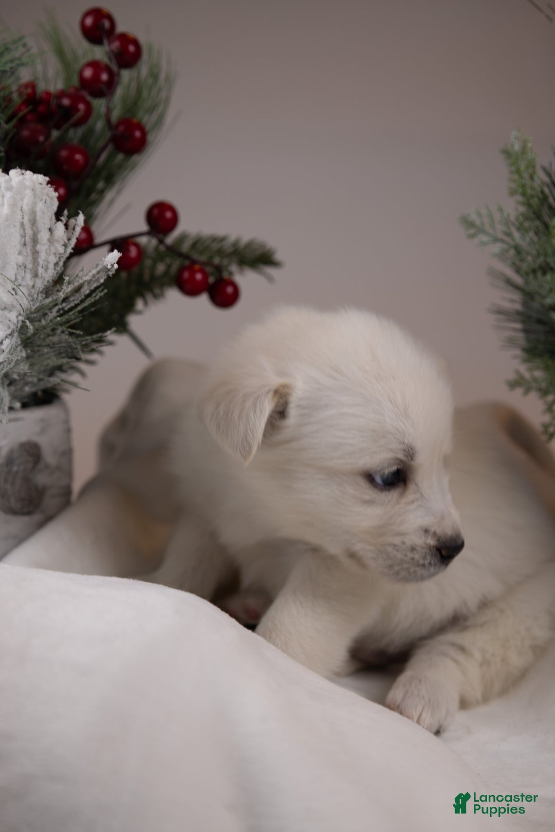 Goberian dogs for sale: Bear - Ad 20