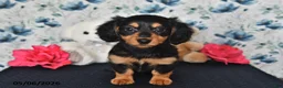 Miniature Dachshund dogs for sale: Olivia - Ad 1