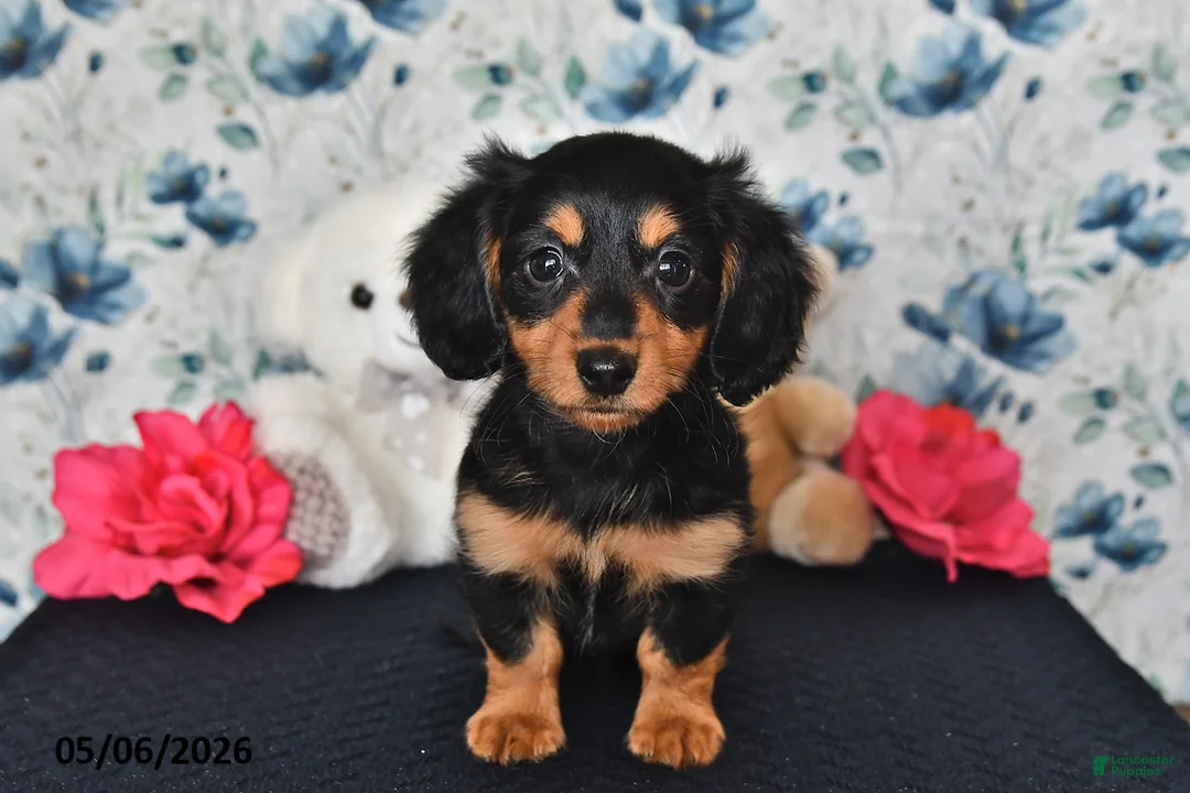 Miniature Dachshund dogs for sale: Olivia - Ad 1