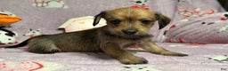 Mixed Breed dogs for sale: Amazon - Ad 2