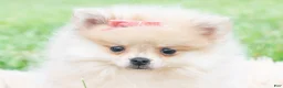 Pomeranian dogs for sale: Amira - Ad 1