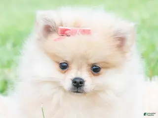 Pomeranian dogs Amira - Ad 36