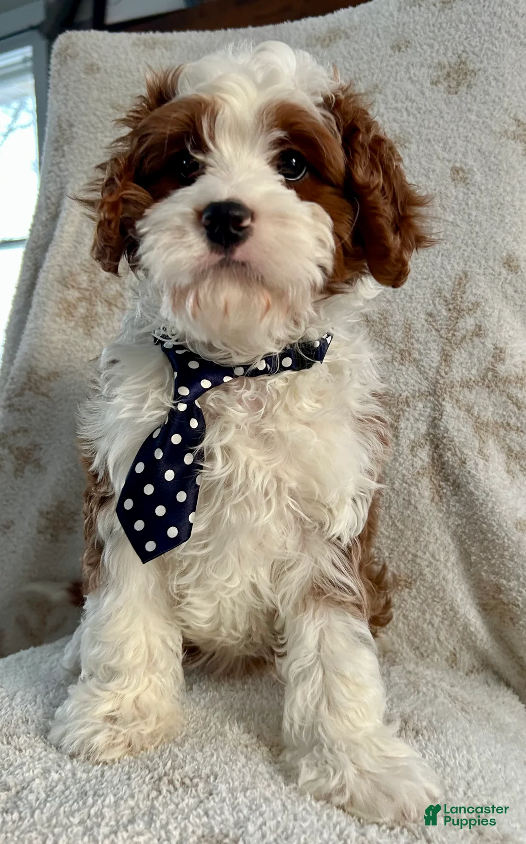 Cavapoo dogs for sale: Cavapoo Puppy 1 - Ad 4