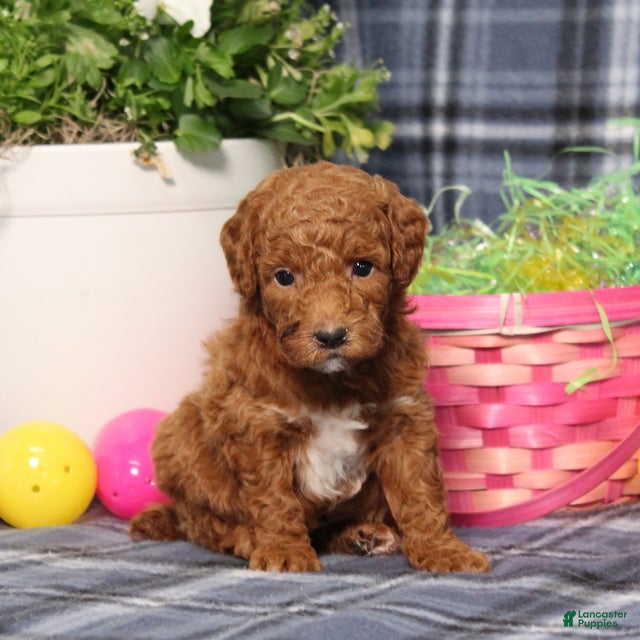 Miniature Poodle dogs Lilly - Ad 1