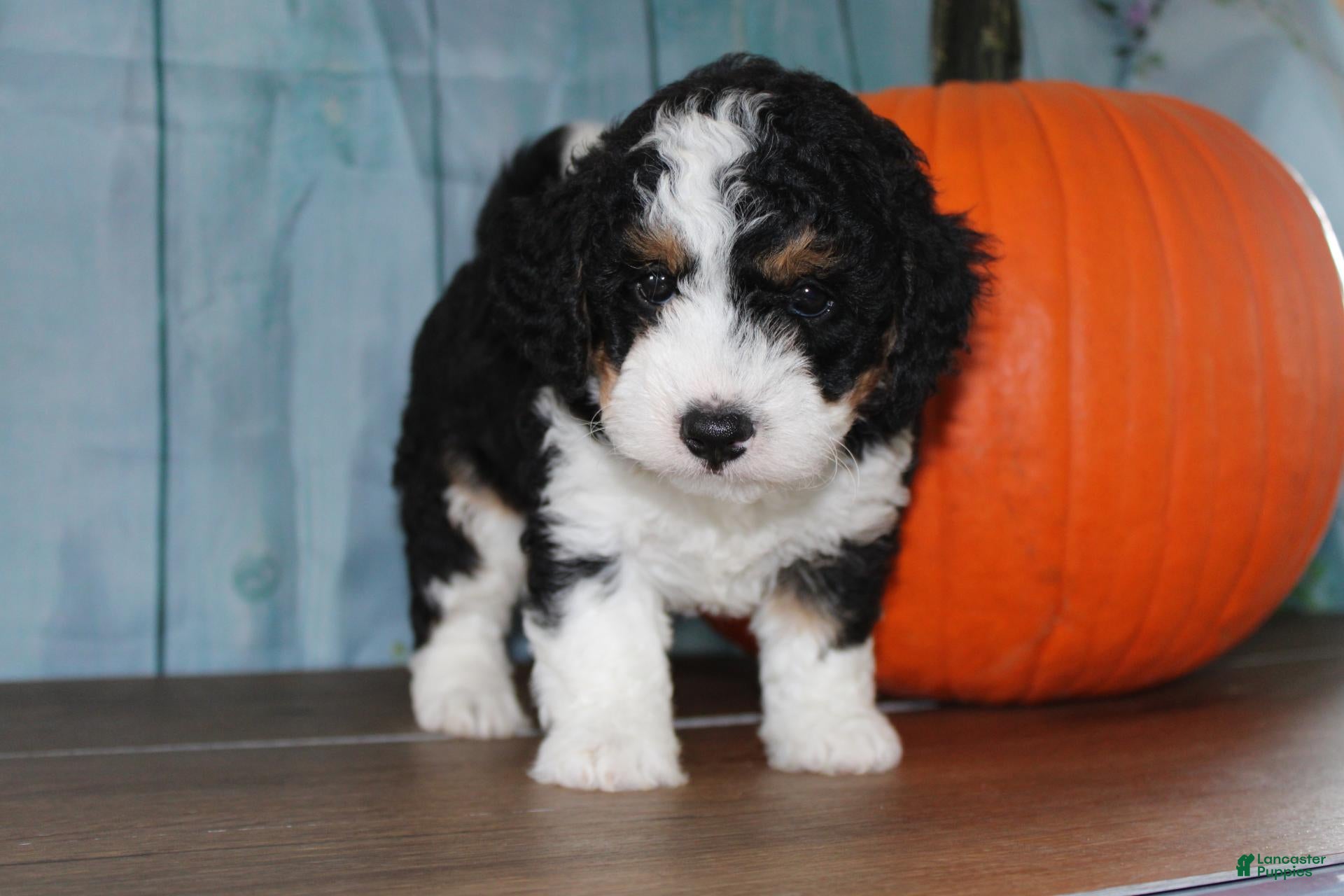 Mini Bernedoodle dogs Marshall - Ad 2